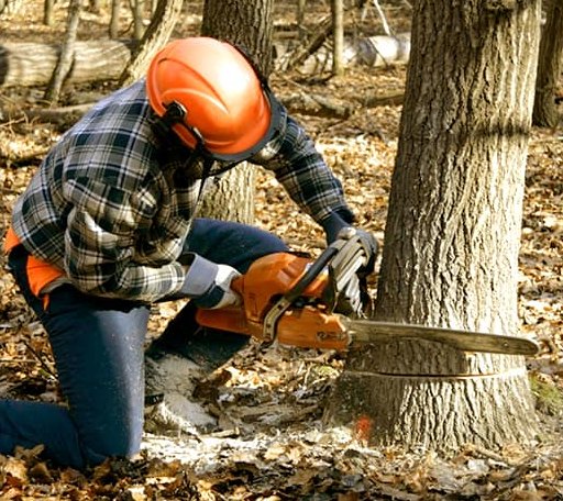 Tree Removal in Fox, OK